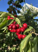 <strong>过百果园全国门店</strong>